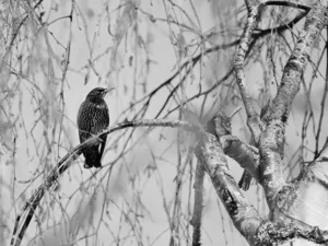 starling, branch, Black and white, Bird