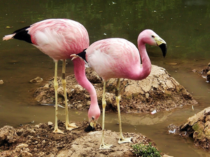 Andean Flamingos