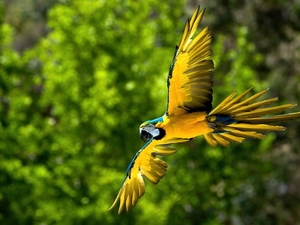 ara, parrot, flight