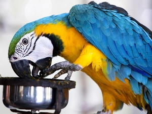 ara, parrot, food