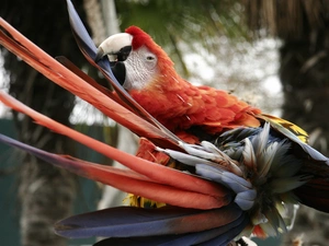 ara, Coloured, parrot