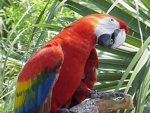ara, Coloured, parrot