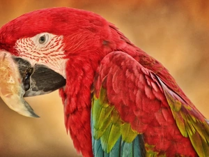 ara, Coloured, parrot