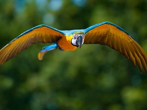 parrot, flight, green, ara