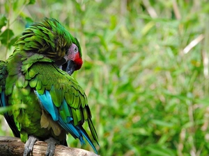 ara, Green, parrot
