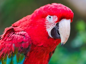 red hot, parrot, ara
