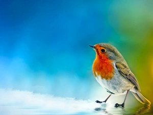 Art, robin, water