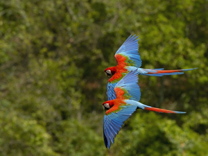 Locie, Ary, Parrots, ##, Two