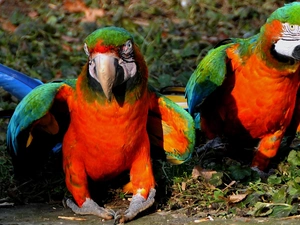 Ary, Two, Parrots