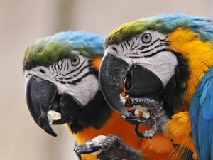 Ary, Parrots, Two