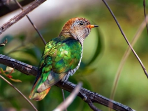 Asian, Emerald, cuckoo