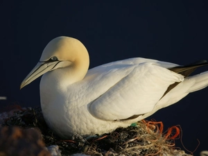 Australian Gannet