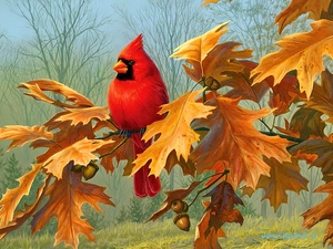 oak, autumn, cardinal, twig, Bird