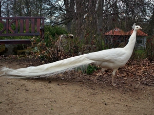 autumn, peacock, Park