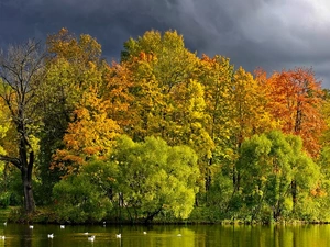 ducks, autumn, trees, viewes, River