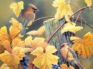 Leaf, autumn, Waxwings, Fance, Two