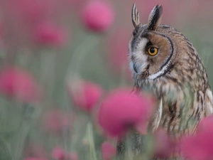 blurry background, Bird, Owl Ear