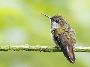 Bird, twig, Green Background, humming-bird