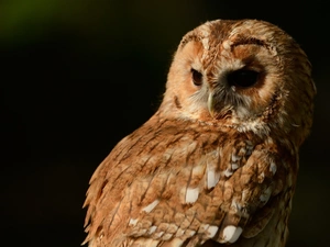 background, owl, Black