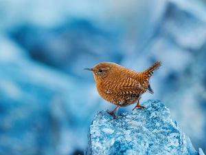 background, birdies, Blue