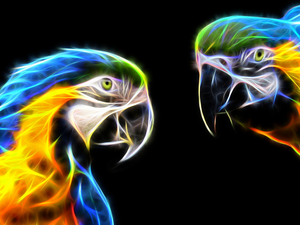 Ary, Two, dark, background, Fractalius, Parrots