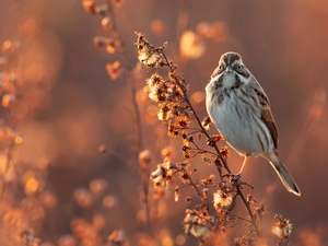 twig, Bird, fuzzy, background, Plants, sparrow