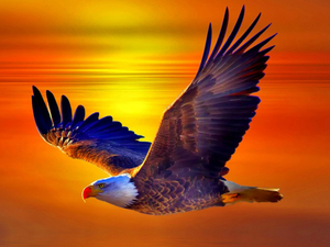 Great Sunsets, American Bald Eagle, flight, eagle
