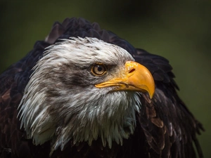 American Bald Eagle, Bird, eagle