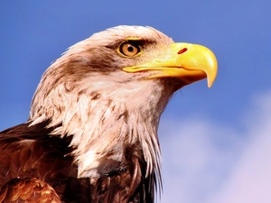 American Bald Eagle, Head, eagle
