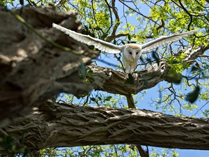 owl, trees, branches, Barn