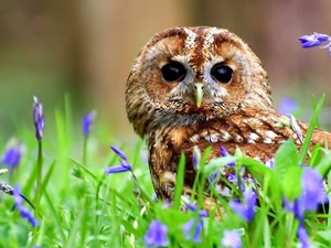 owl, purple, Flowers, Barn