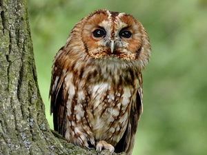 owl, trees, forest, Barn