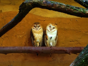 Two, barn Owl, branch, Owls