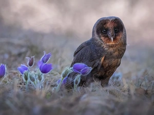 owl, Flowers, pasque, Barn