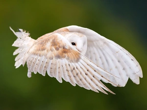 owl, flight, wings, Barn