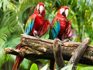 Lod on the beach, Parrots, Ary