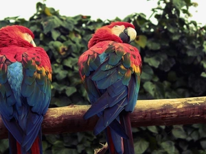 Lod on the beach, Two, Ary
