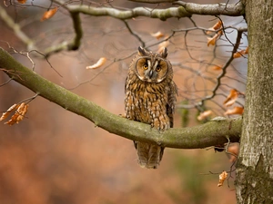trees, owl, eagle-owl, Lod on the beach