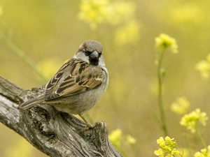Lod on the beach, sparrow, Flowers