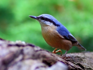 Lod on the beach, color, Kowalik