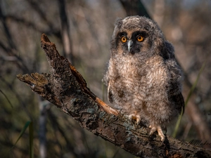 Lod on the beach, Owl Ear, chick