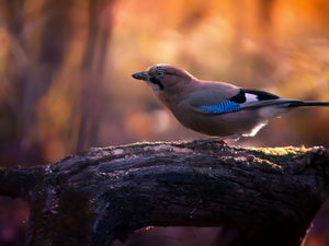 Lod on the beach, Bird, Eurasian Jay