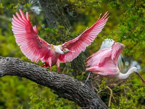 Lod on the beach, birds, Pink Spoonbill