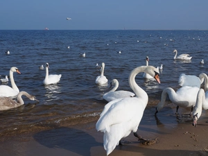 sea, Beaches, birds, Swan, White