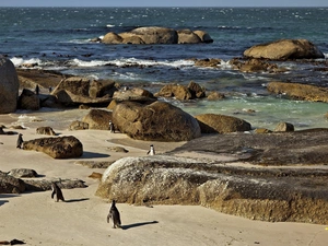 sea, Stones, penguin, Beaches