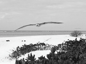 Beaches, seagull, sea