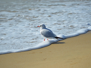 seagull, Tides, sea, Beaches
