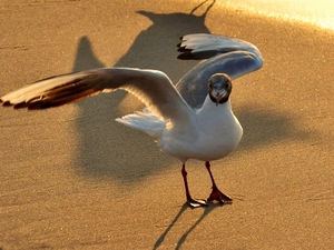 Beaches, seagull