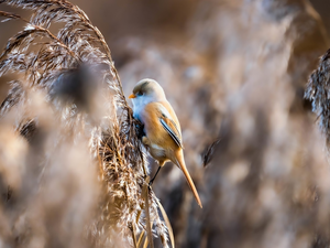 dry, grass, female, Bearded Tit, Bird