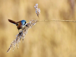 Stalk, grass, birdies, Bearded Tit, color
